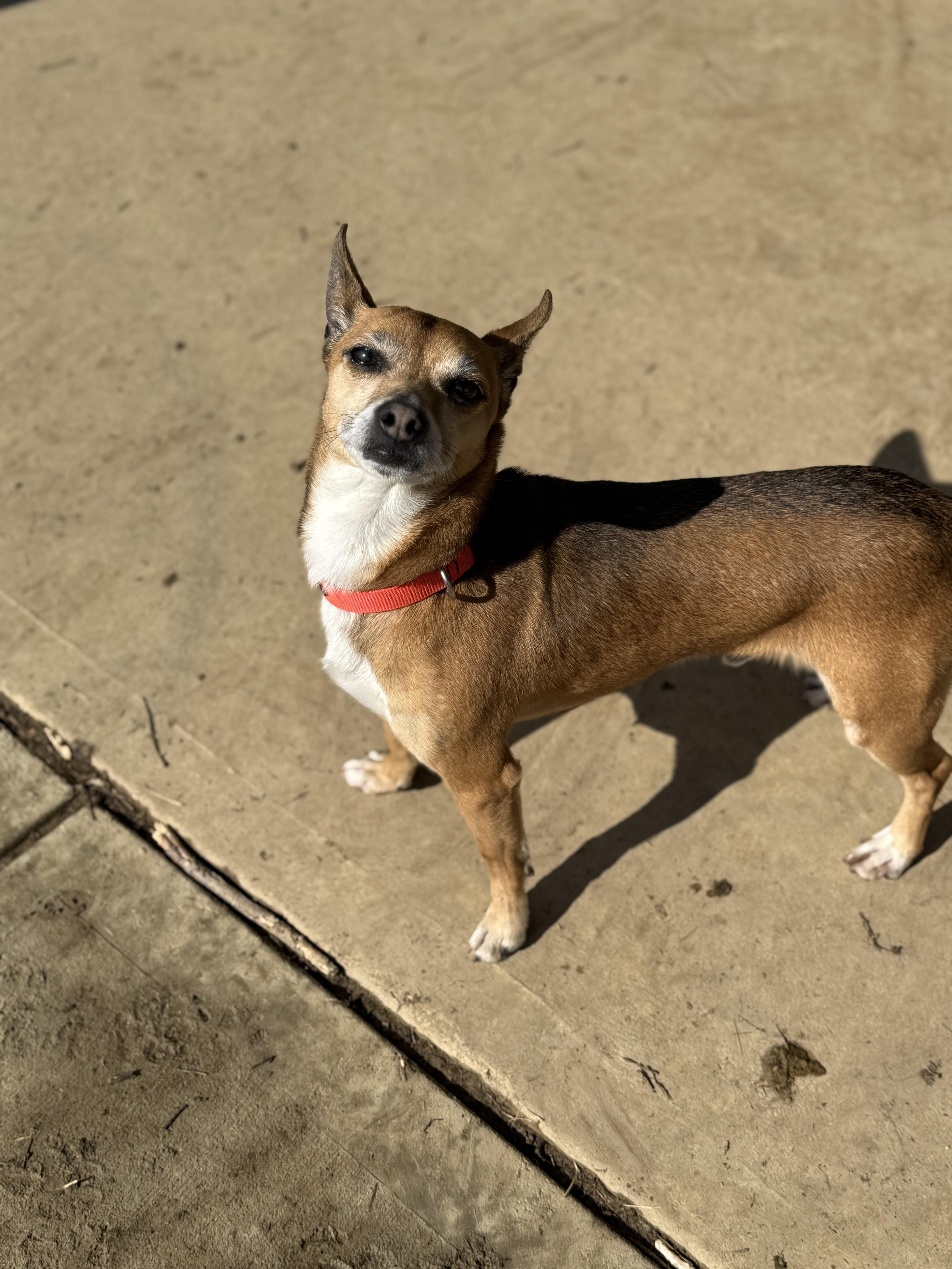 Enlarge Dobby, a ADOPTABLE mixed breed in Brazil, IN image 2/3