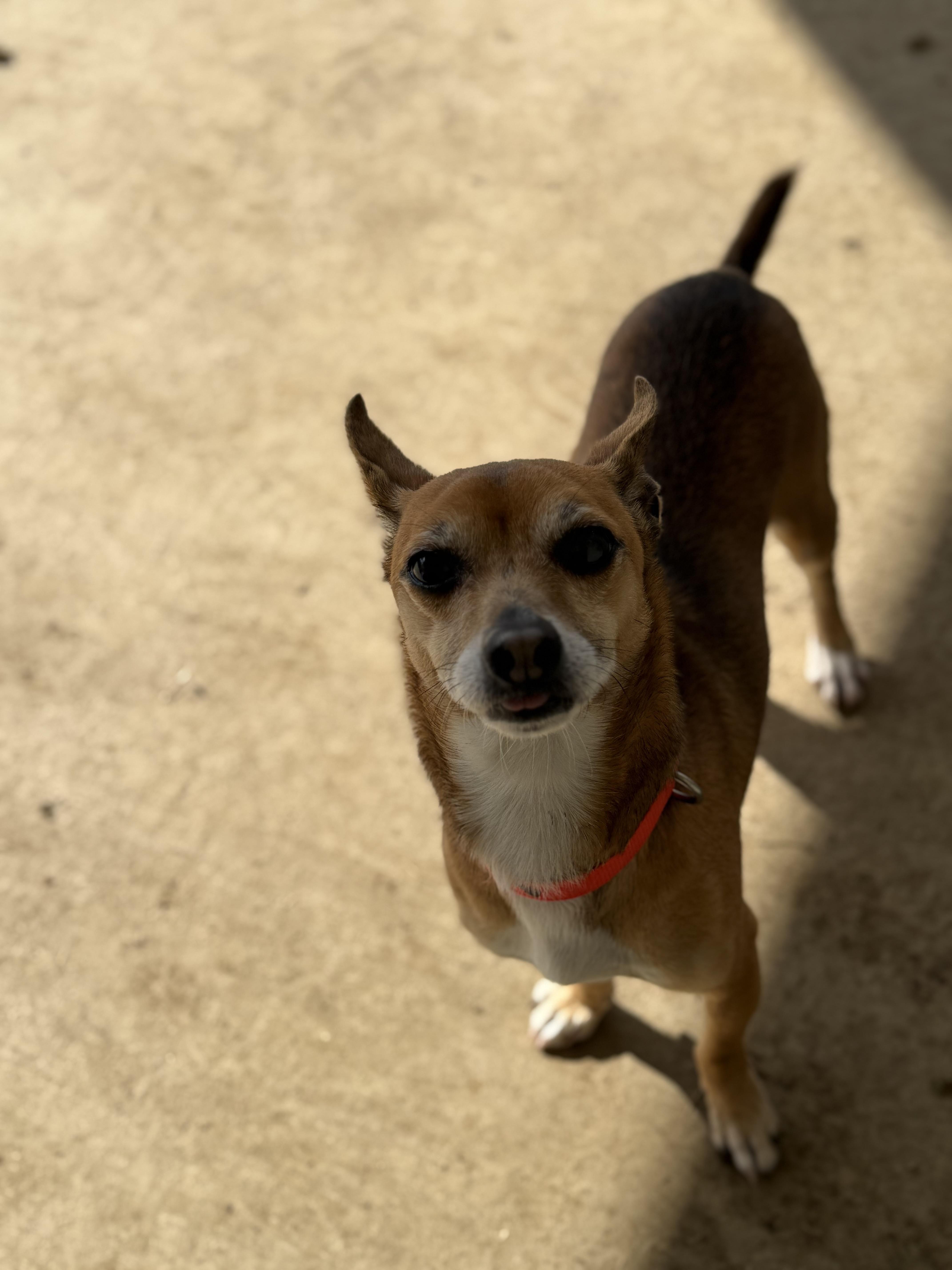 Enlarge Dobby, a ADOPTABLE mixed breed in Brazil, IN image 1/3