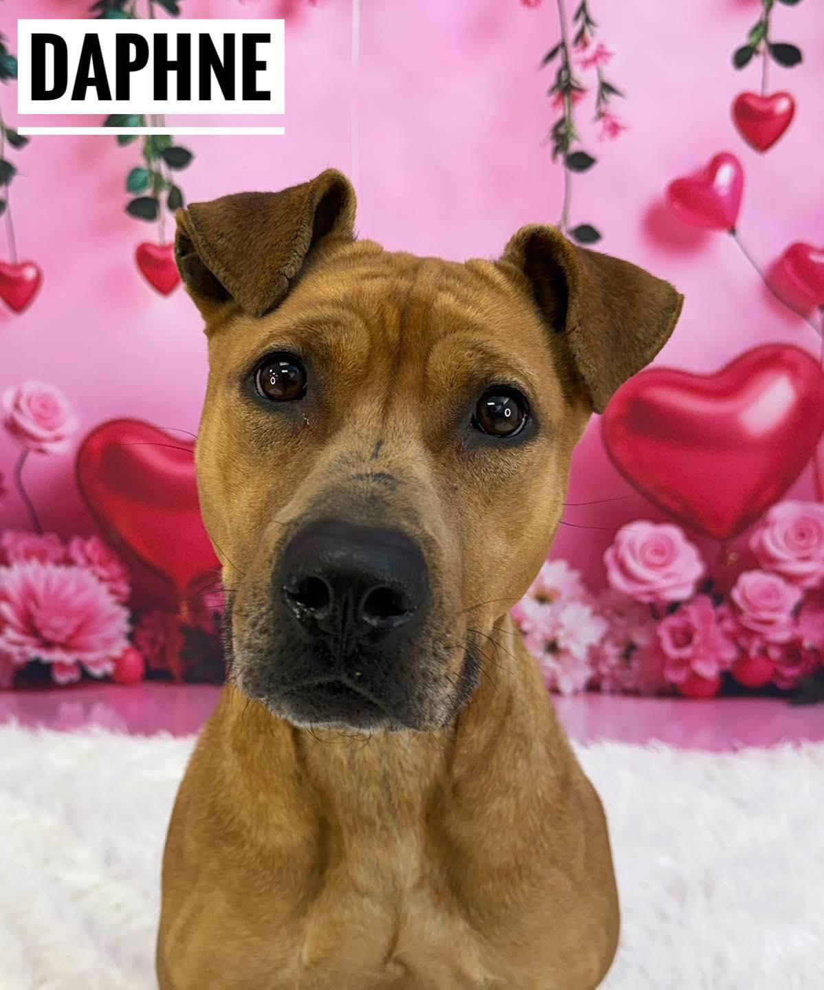 Daphne, ADOPTABLE, Adult Female Mixed Breed.