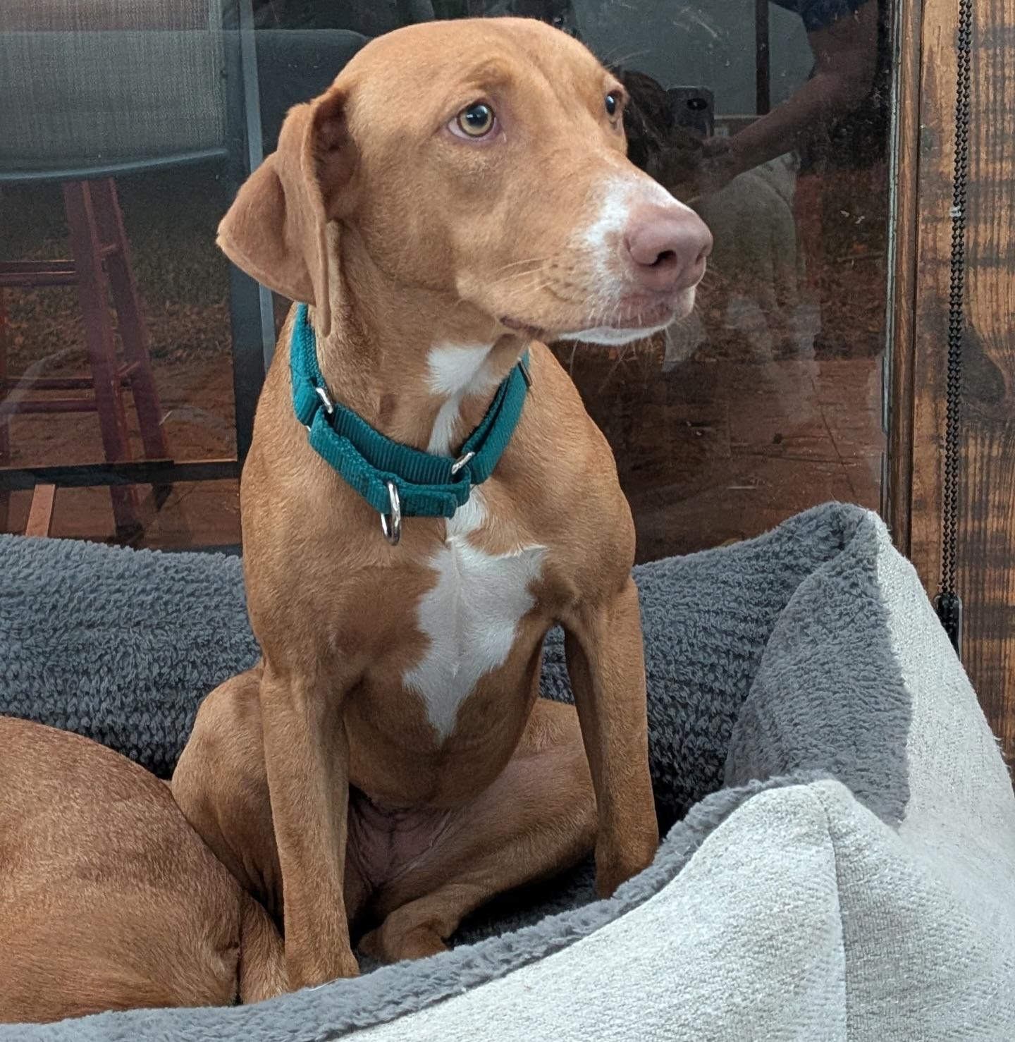 Enlarge Sadie, a ADOPTABLE mixed breed in Salem, NH image 3/3