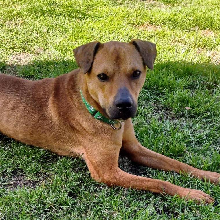 Enlarge Bash, a Adoptable mixed breed in League City, TX image 2/6