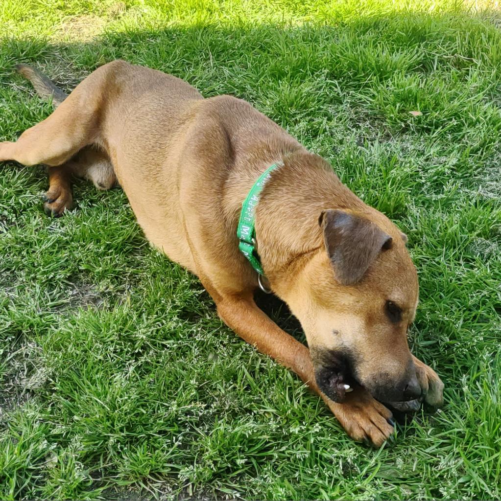 Enlarge Bash, a Adoptable mixed breed in League City, TX image 3/6