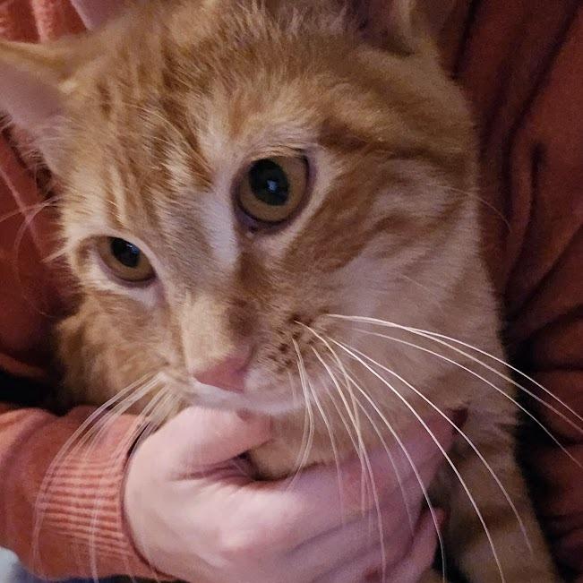 Enlarge Sebastian, a Adoptable Domestic Short Hair in Sioux Falls, SD image 1/1