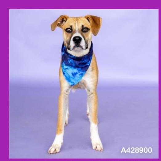 Sawyer, Adoptable, Young Male Black Mouth Cur & Mixed Breed.