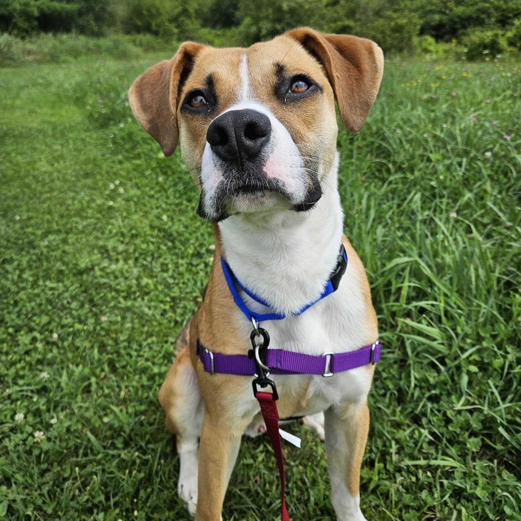 Sawyer, a Adoptable mixed breed in Dover, NH image 2/6