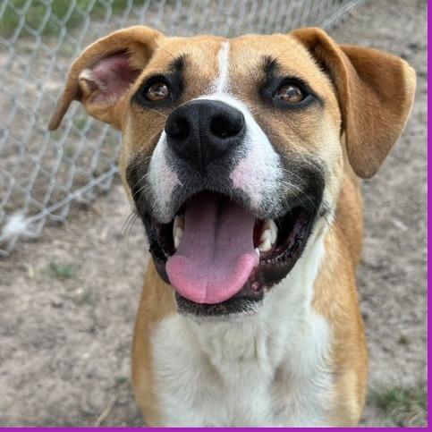 Sawyer, a Adoptable mixed breed in Dover, NH image 3/6