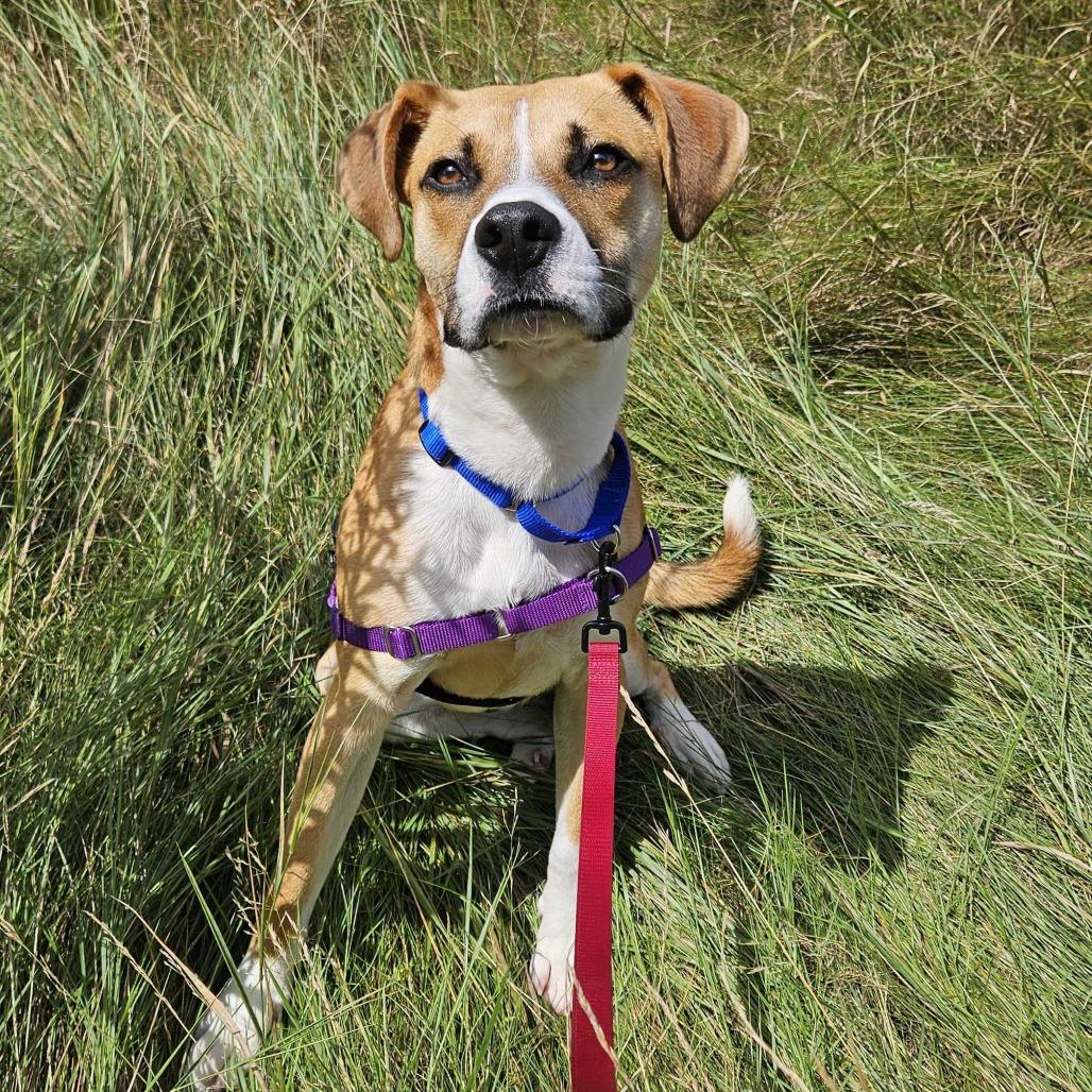 Sawyer, a Adoptable mixed breed in Dover, NH image 4/6