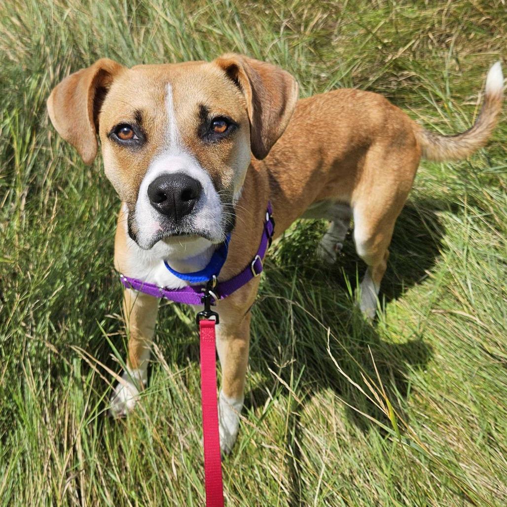 Sawyer, a Adoptable mixed breed in Dover, NH image 5/6