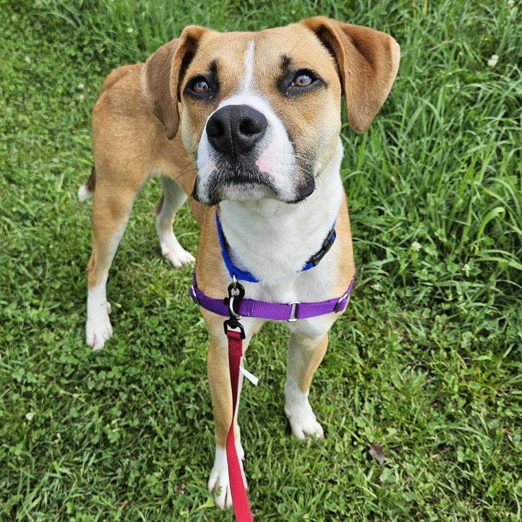 Sawyer, a Adoptable mixed breed in Dover, NH image 6/6