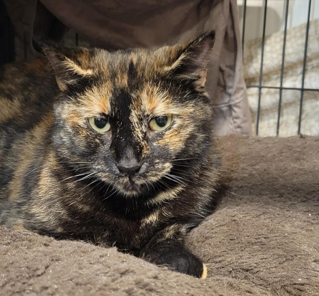 Sienna, ADOPTABLE, Young Female Tortoiseshell.