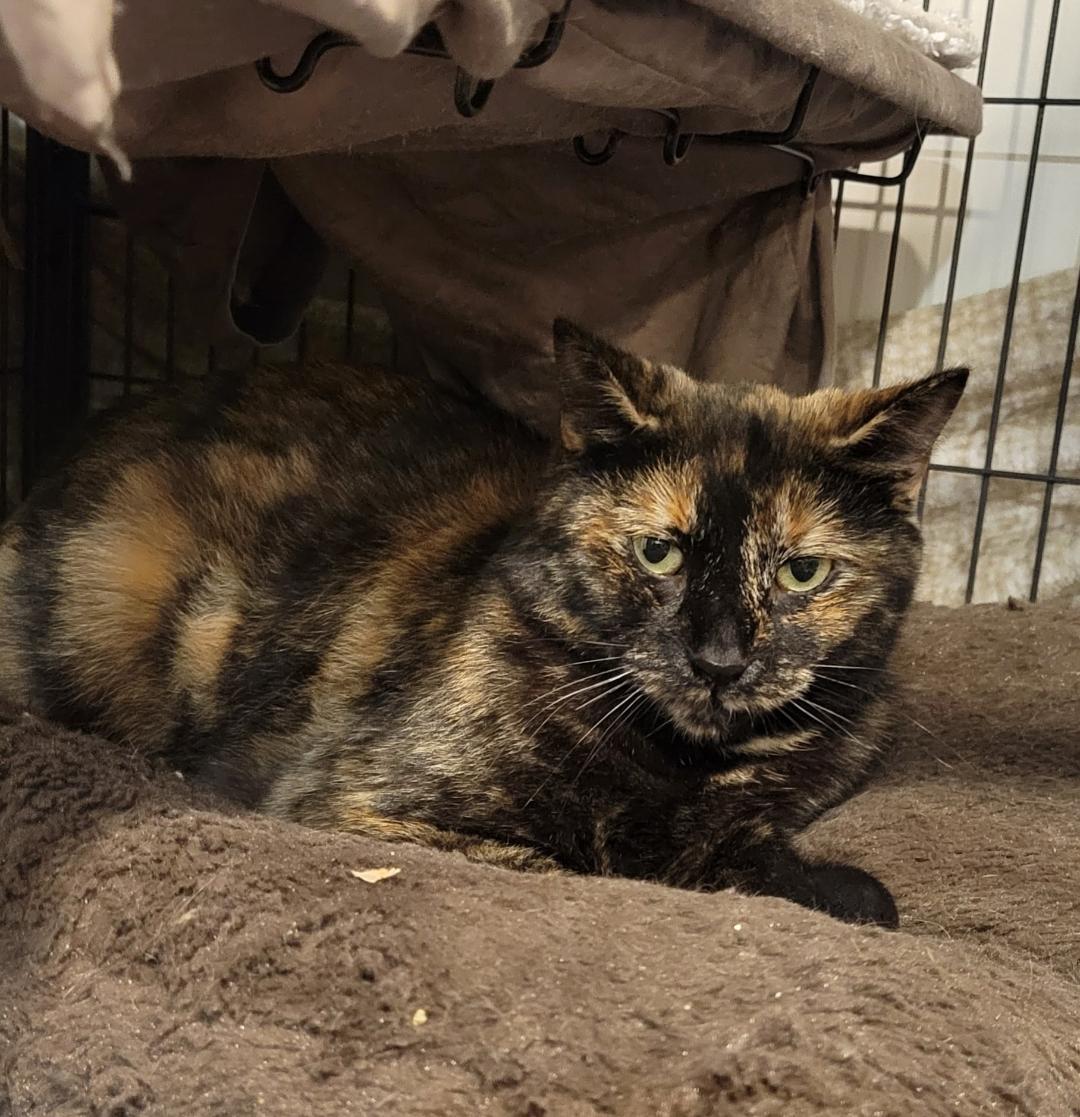 Enlarge Sienna, a ADOPTABLE Tortoiseshell in Hamilton, ON image 3/3