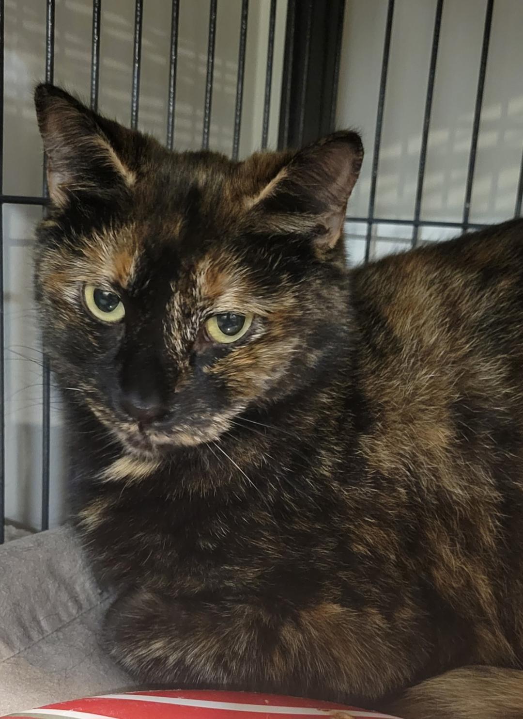 Enlarge Sienna, a ADOPTABLE Tortoiseshell in Hamilton, ON image 2/3