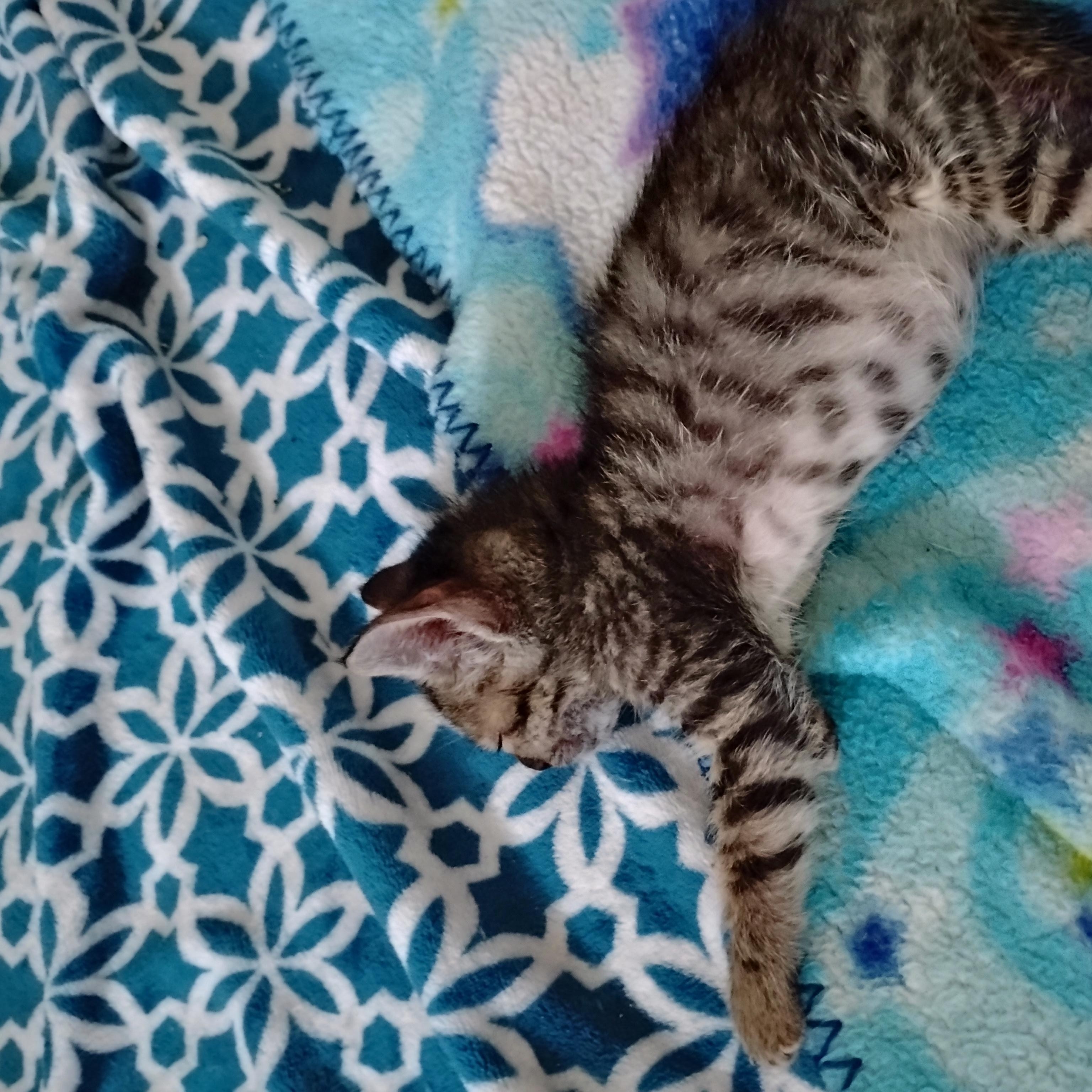 Enlarge Eddie, a Adoptable Domestic Short Hair in Woodland, CA image 3/4