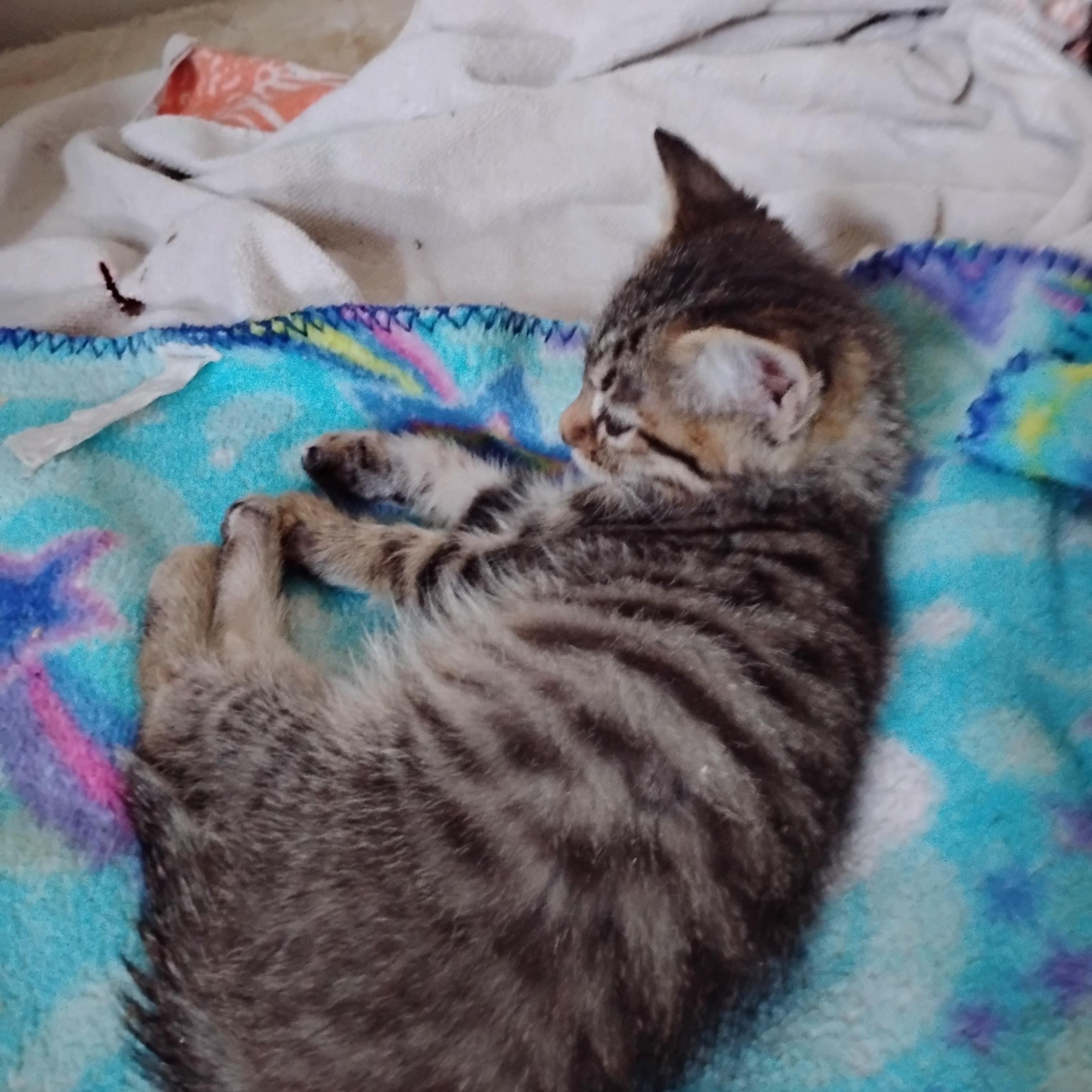 Enlarge Eddie, a Adoptable Domestic Short Hair in Woodland, CA image 2/4