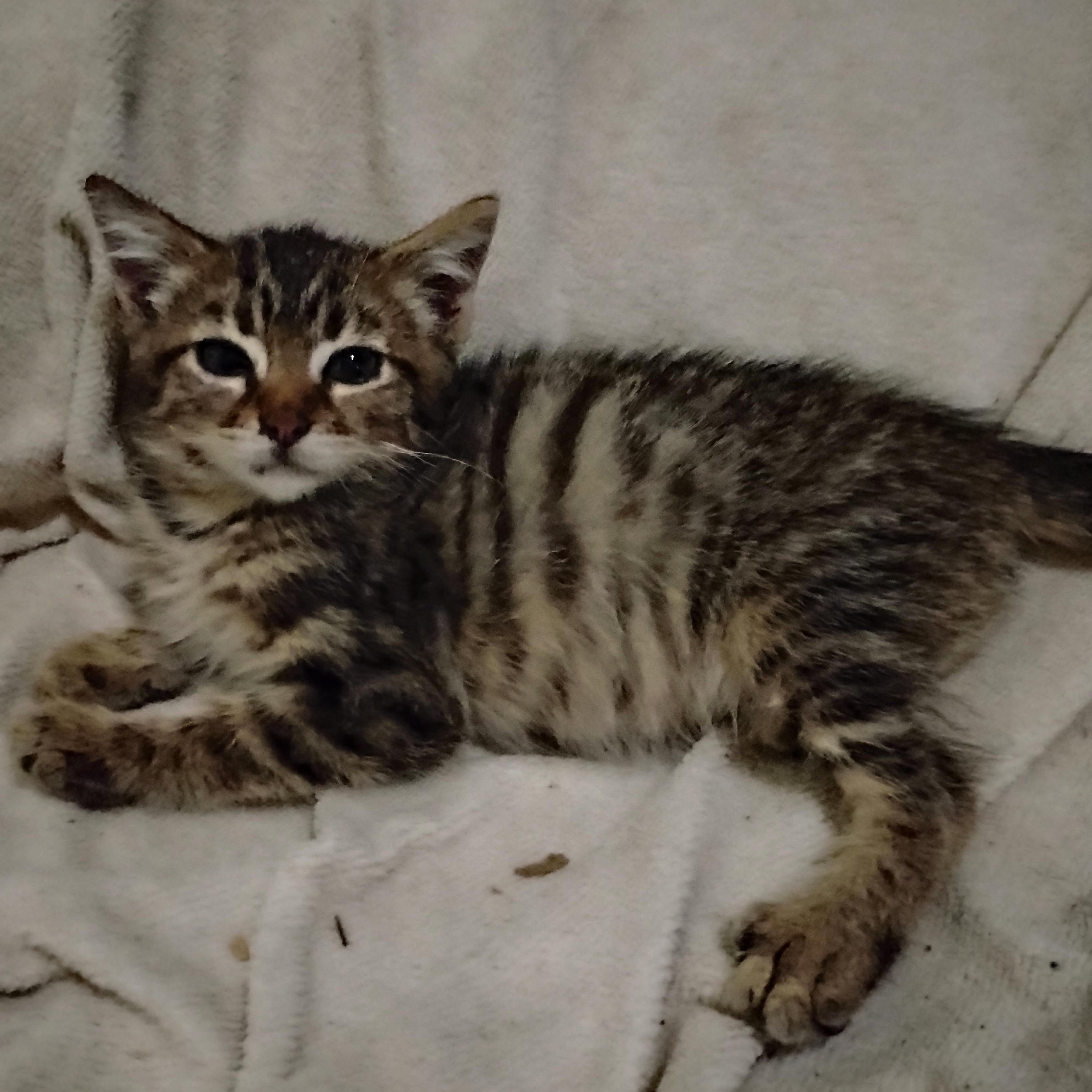 Enlarge Eddie, a Adoptable Domestic Short Hair in Woodland, CA image 1/4