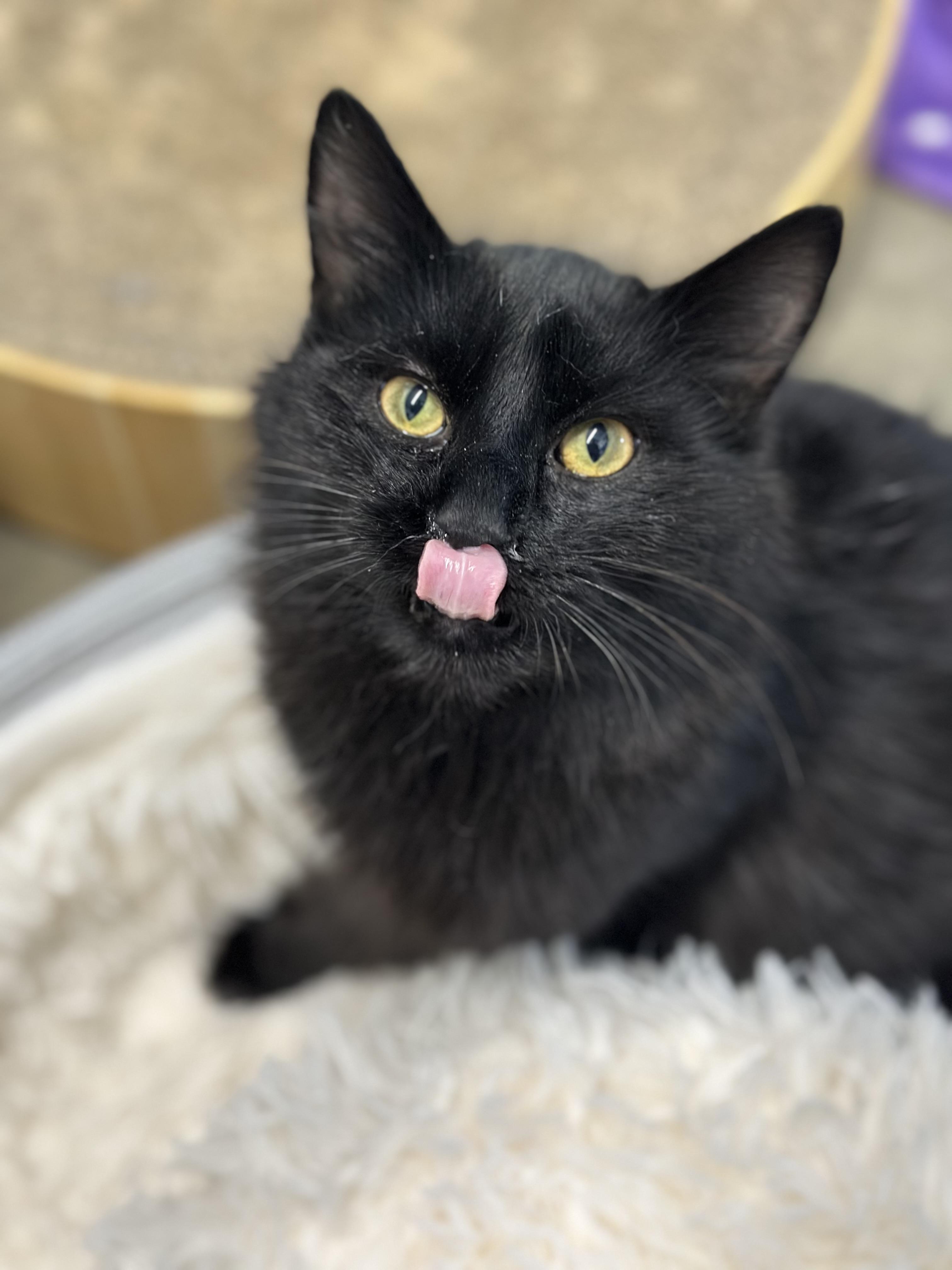 Enlarge Jones, a ADOPTABLE Domestic Long Hair in Faribault, MN image 1/2