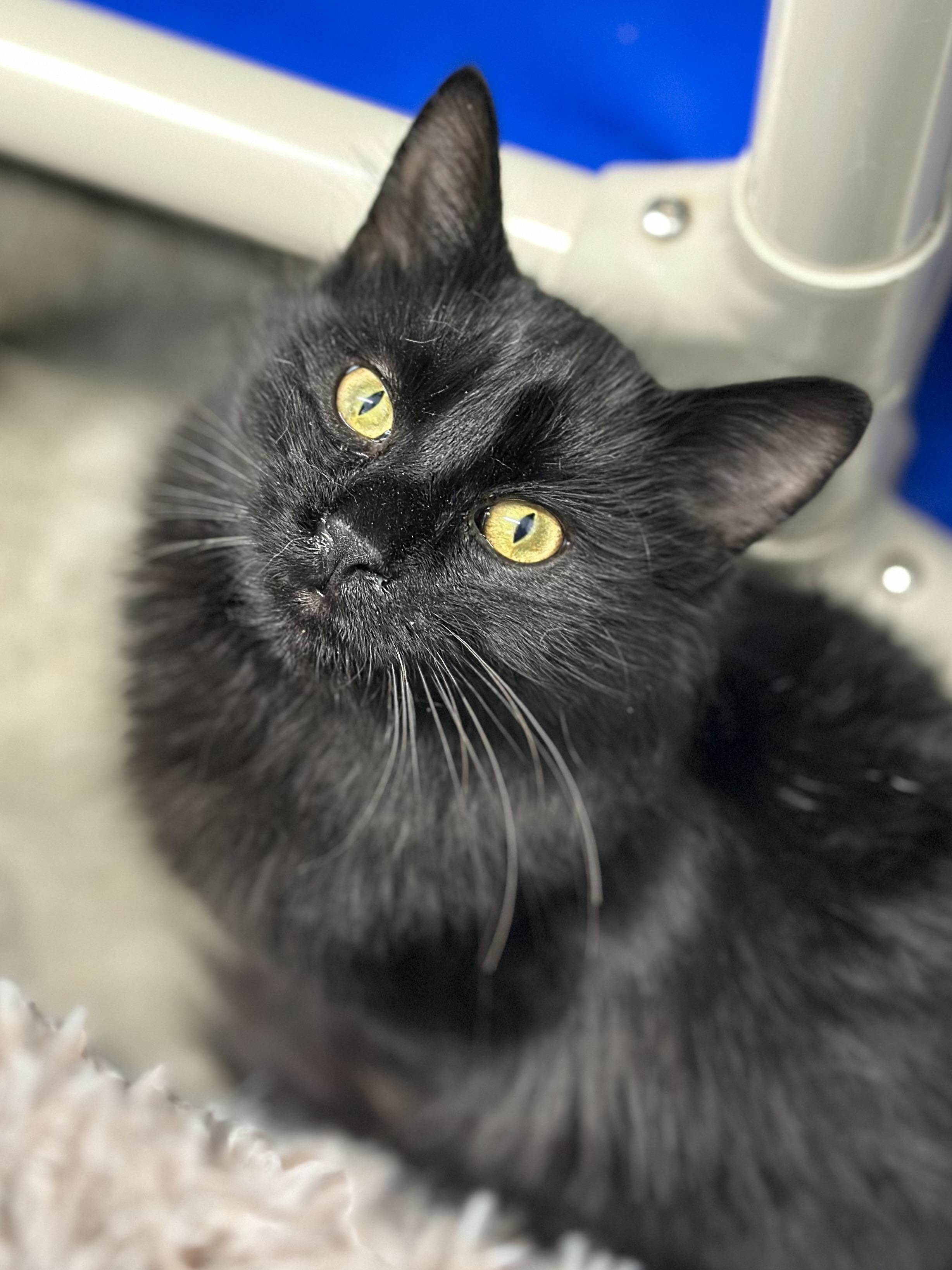 Enlarge Jones, a ADOPTABLE Domestic Long Hair in Faribault, MN image 2/2