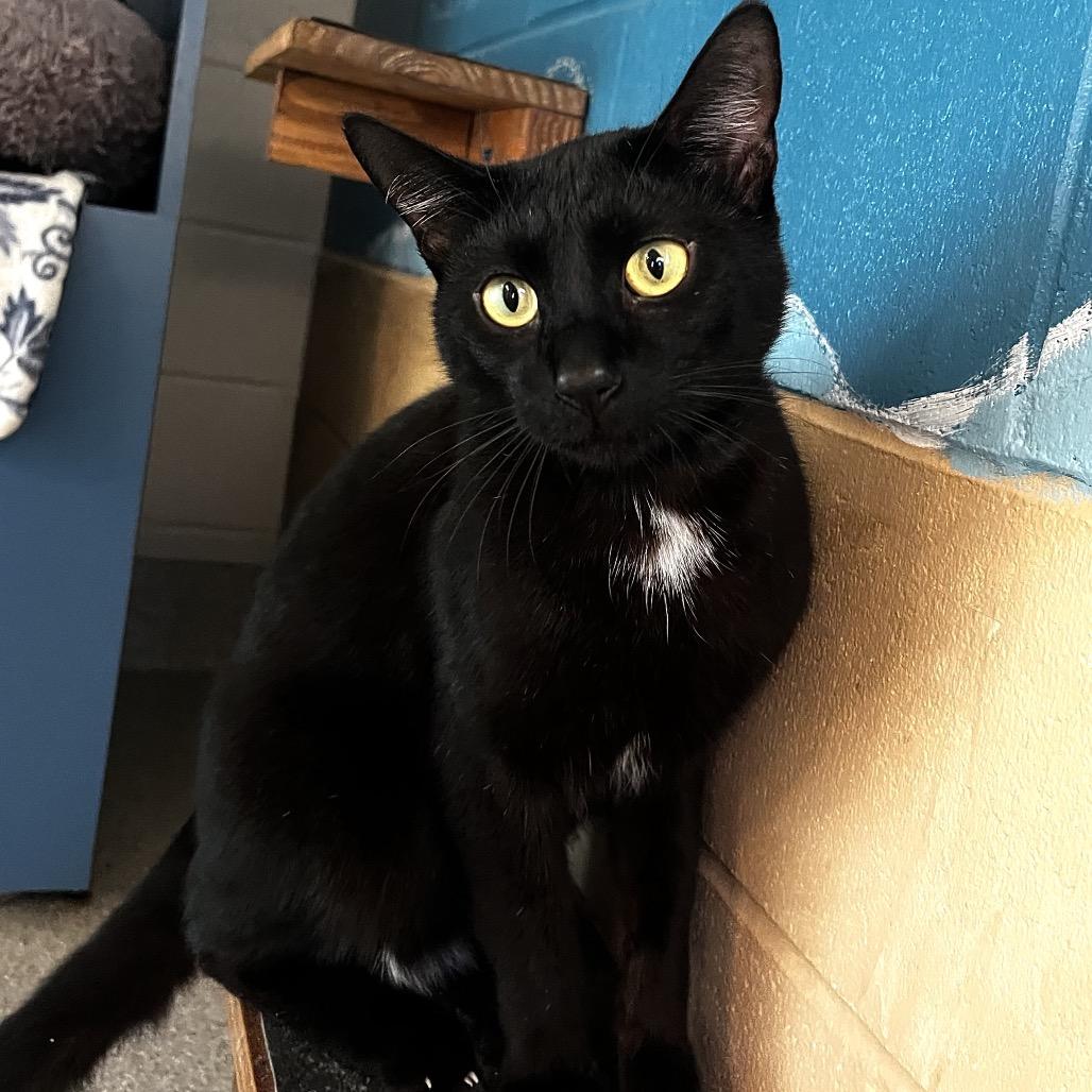 Zurg, Adoptable, Adult Male Domestic Short Hair & Domestic Short Hair.