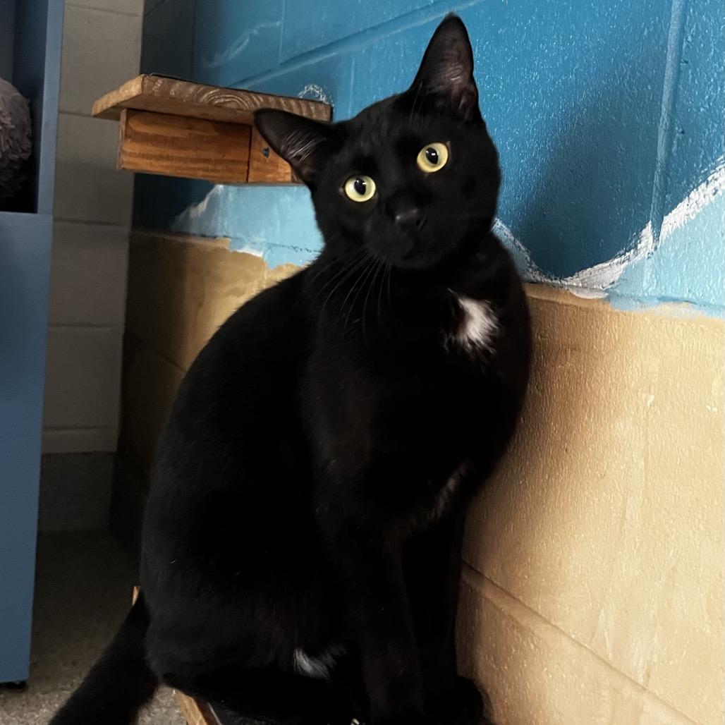 Enlarge Zurg, a Adoptable mixed breed in Englewood, FL image 3/3