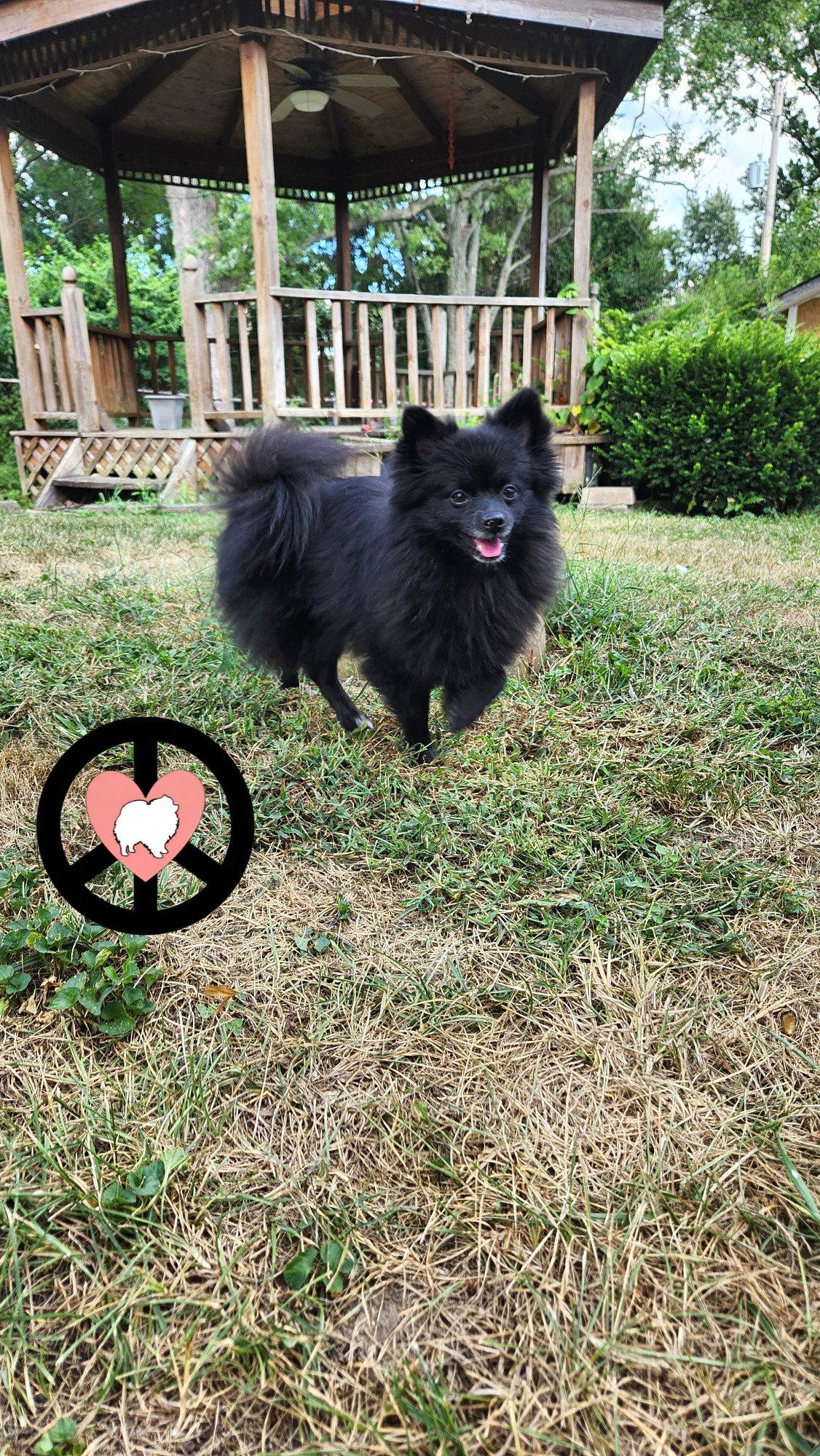 Izzie, a Adopted Pomeranian in Lebanon, PA image 1/3