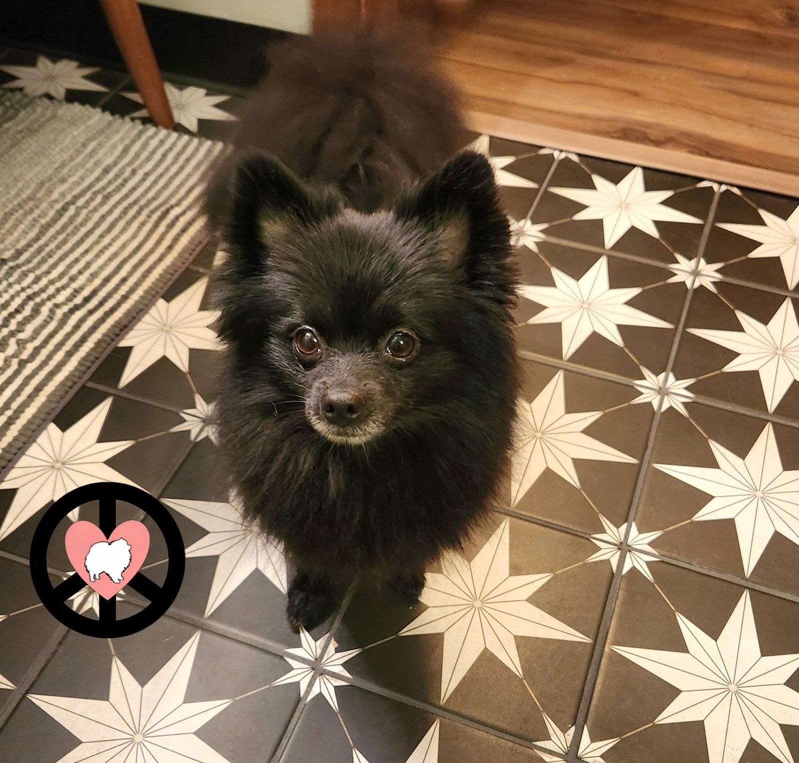 Izzie, a Adopted Pomeranian in Lebanon, PA image 2/3