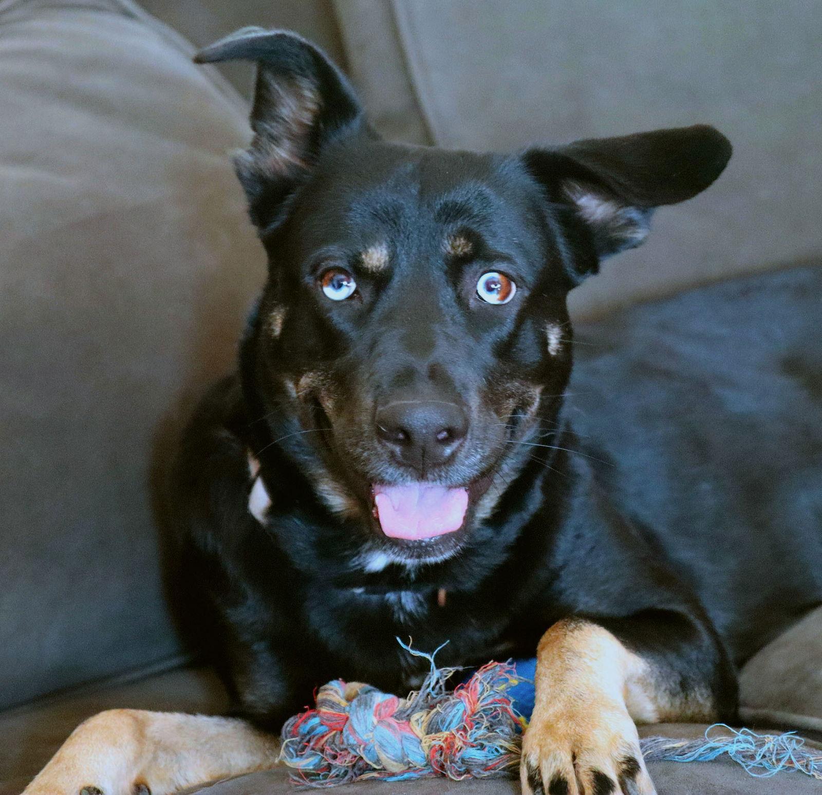 Artemis, Adoptable, Adult Female German Shepherd Dog & Husky.