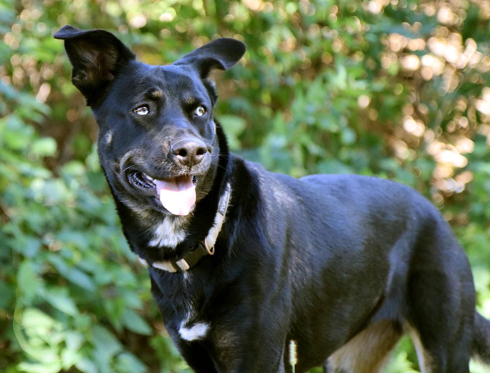 Enlarge Artemis, a Adoptable mixed breed in Kansas City, MO image 2/3