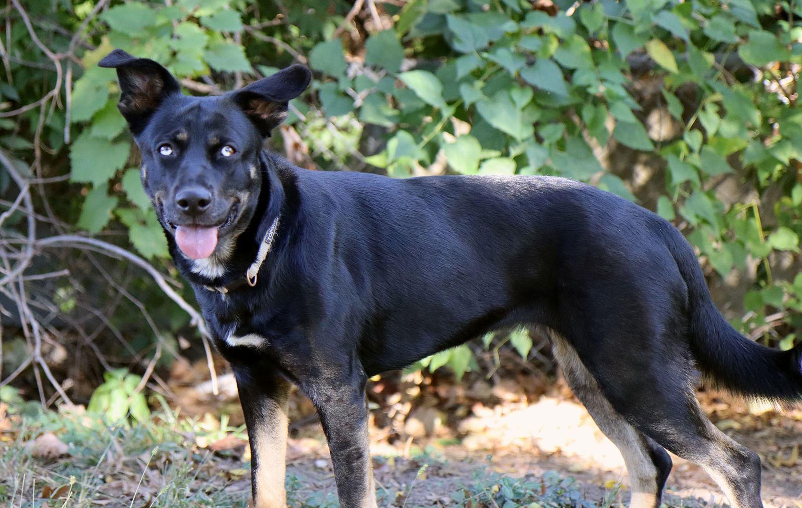 Artemis, Adoptable, Adult Female German Shepherd Dog & Husky.
