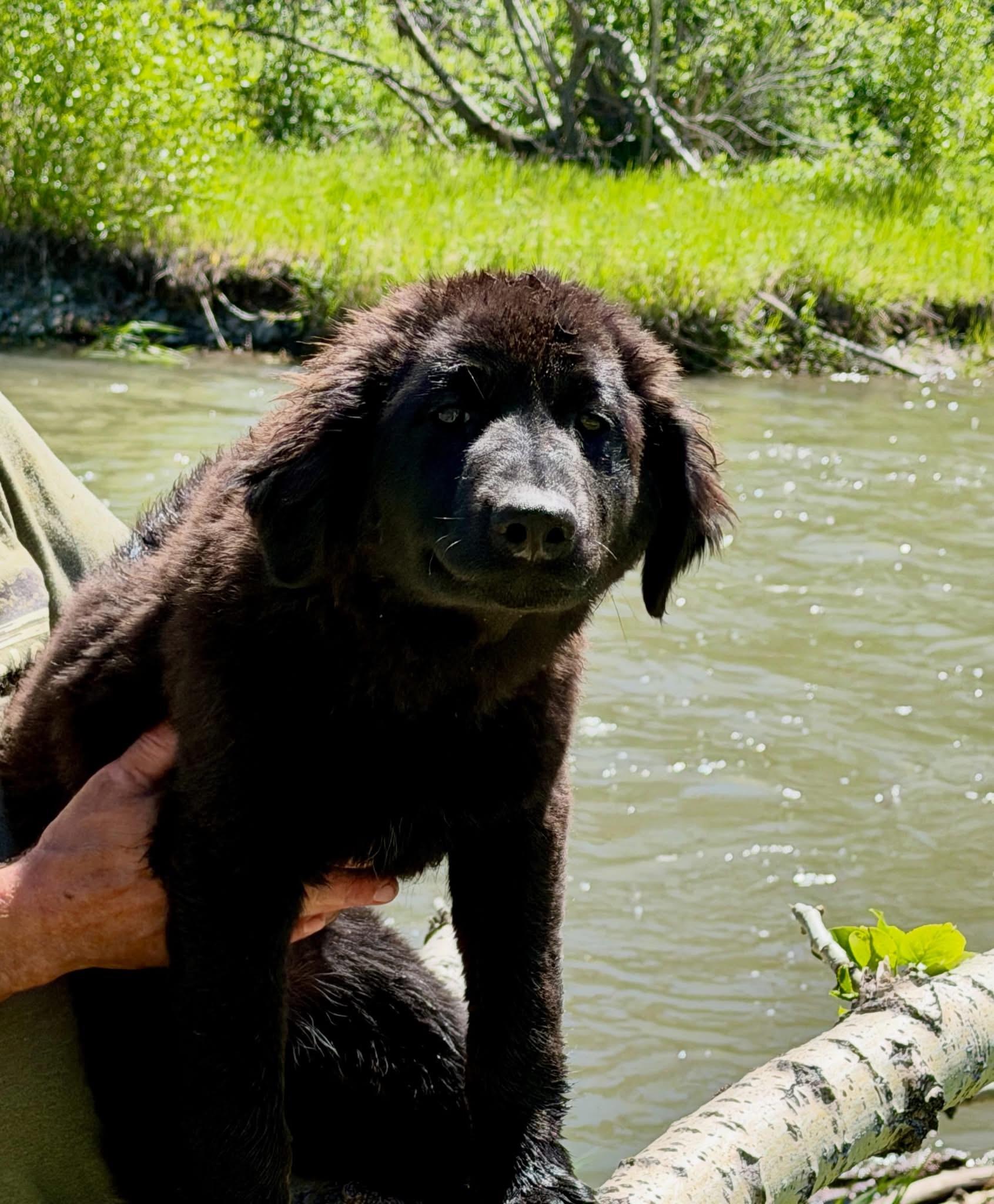 Enlarge Moosey, a Adoptable Mixed Breed in Wilsall, MT image 1/1