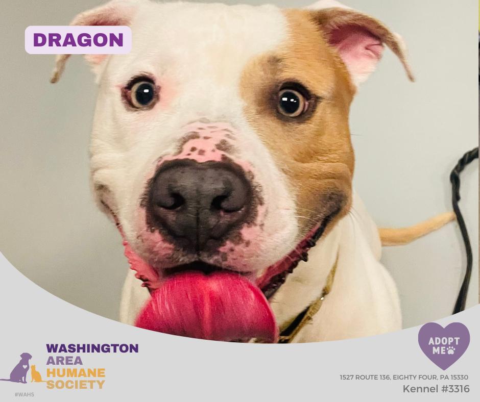 Dragon, ADOPTABLE, Adult Male Pit Bull Terrier.
