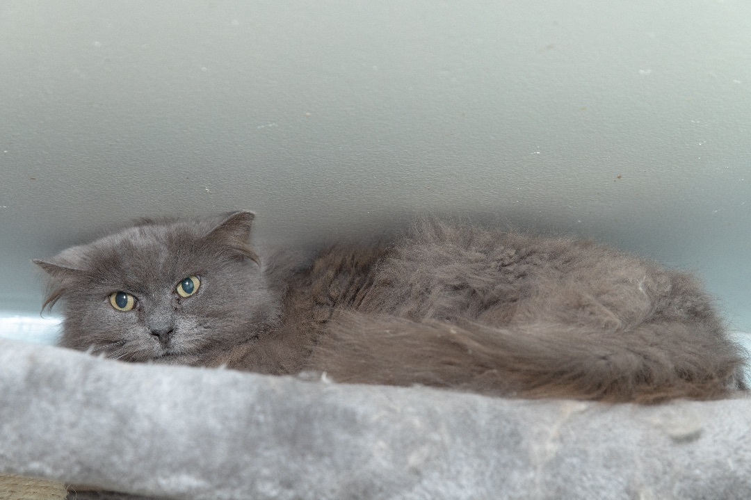 Enlarge Moon, a Adoptable Nebelung in Chicago, IL image 1/4