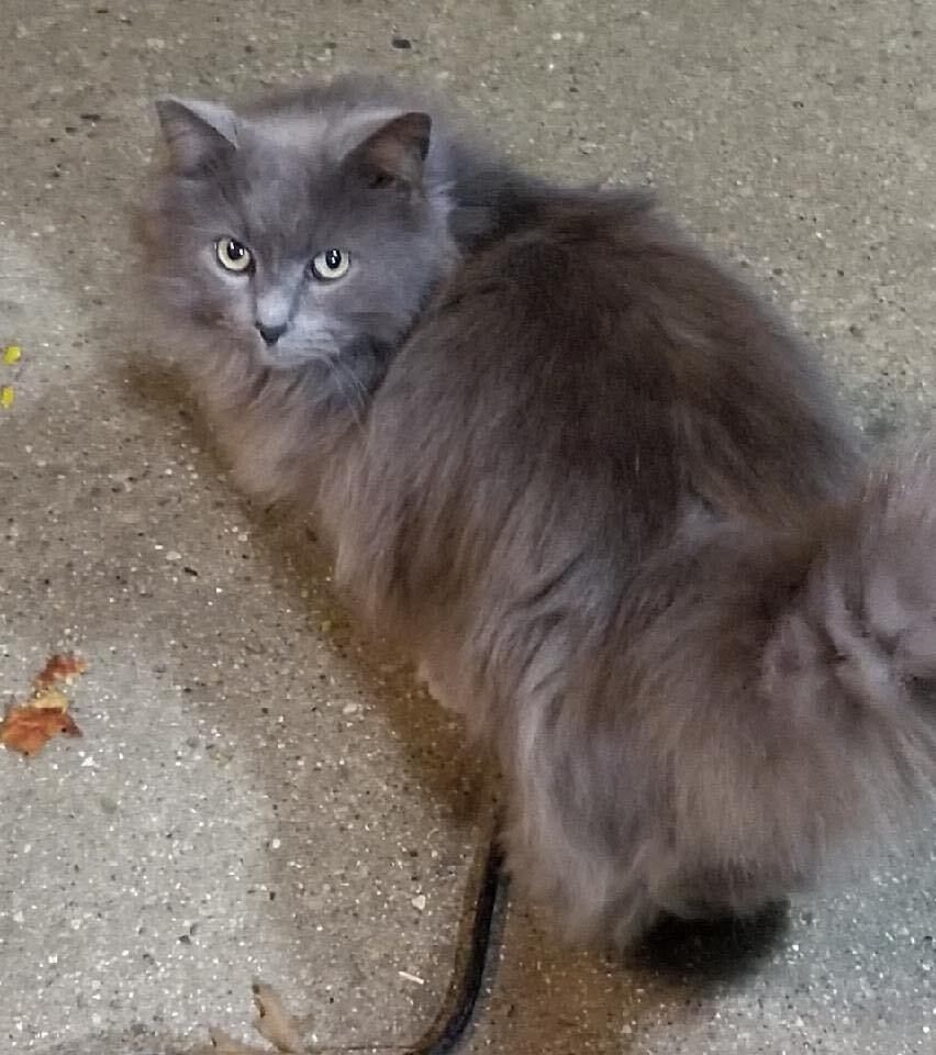 Enlarge Moon, a Adoptable Nebelung in Chicago, IL image 2/4