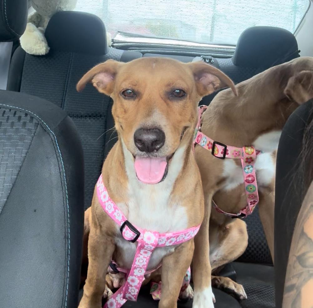 Pamela, Adoptable, Adult Female Pit Bull Terrier.