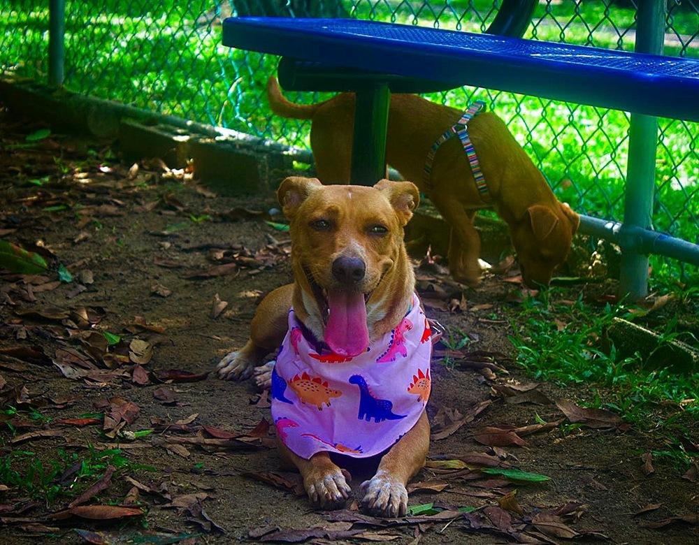 Pamela, Adoptable, Adult Female Pit Bull Terrier.