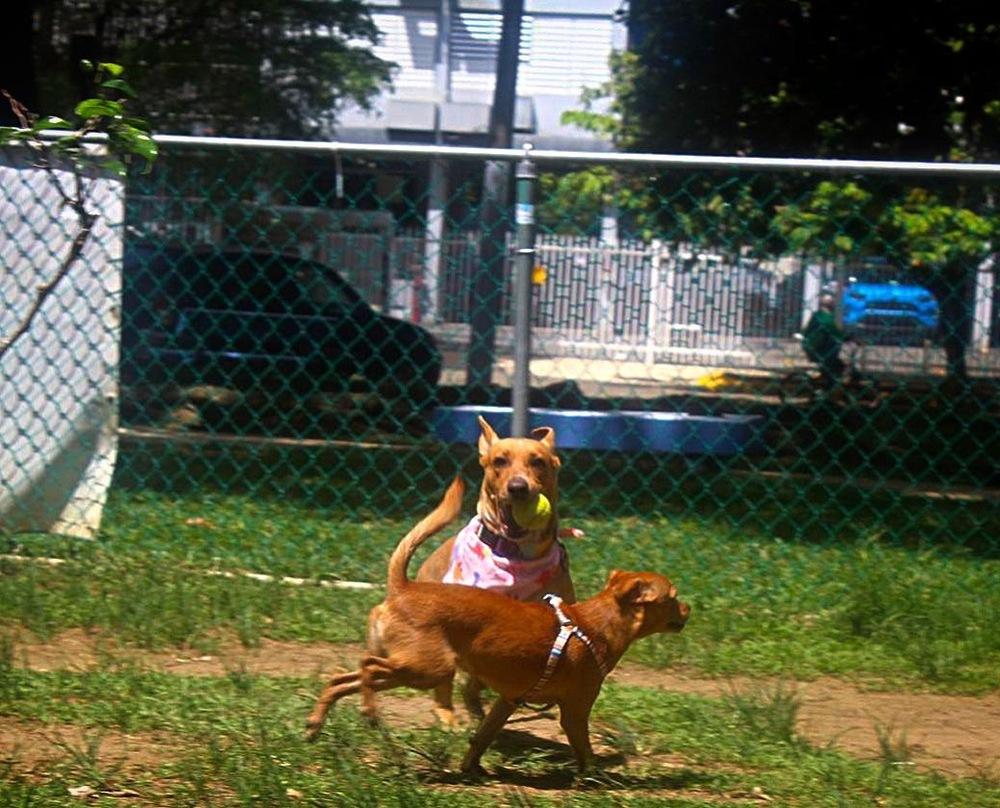Pamela, a Adoptable mixed breed in Naranjito, PR image 3/6