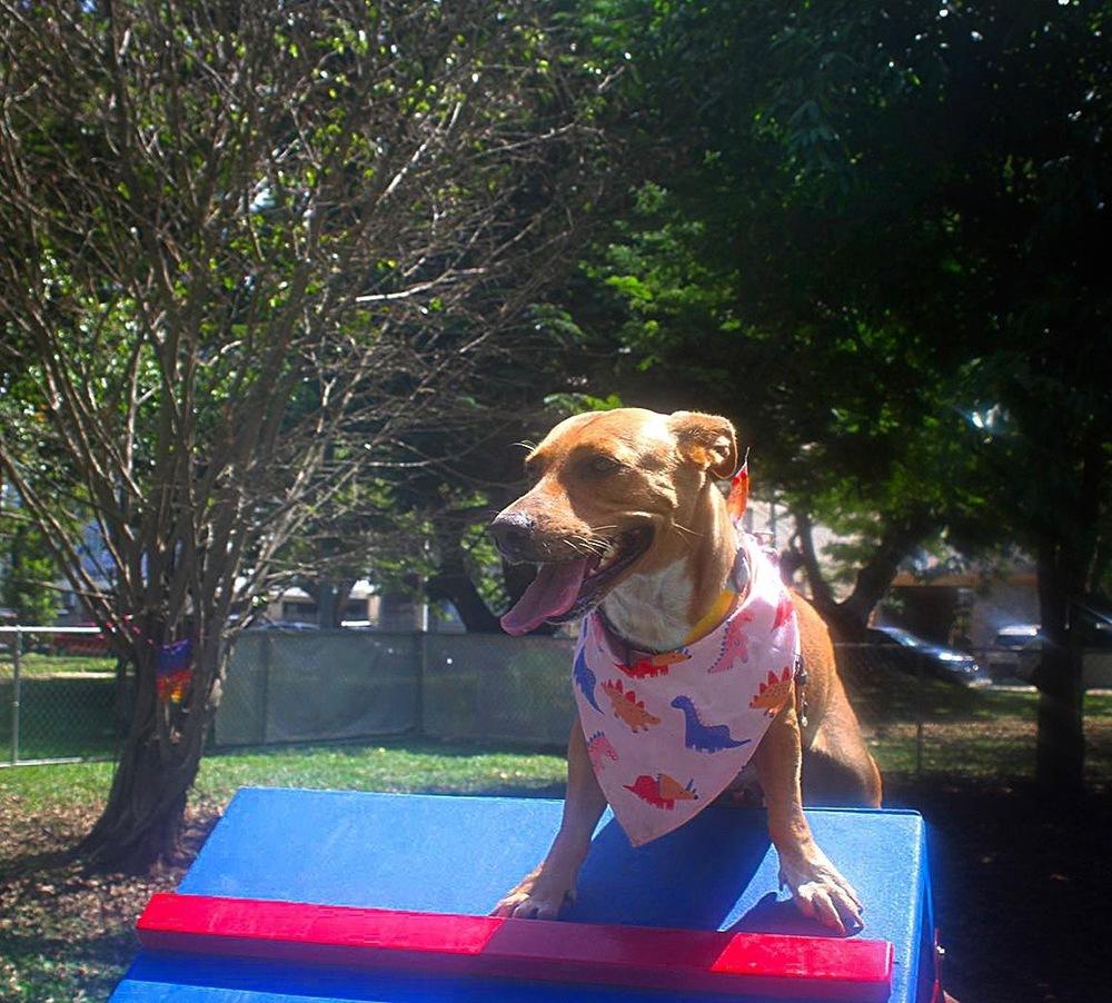 Pamela, a Adoptable mixed breed in Naranjito, PR image 4/6