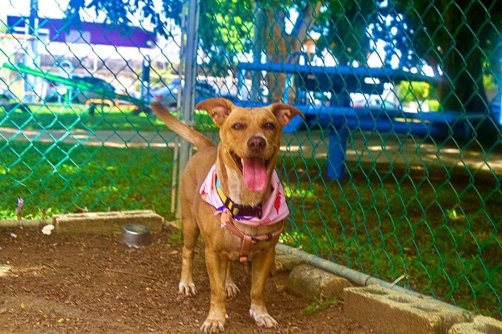 Pamela, a Adoptable mixed breed in Naranjito, PR image 5/6