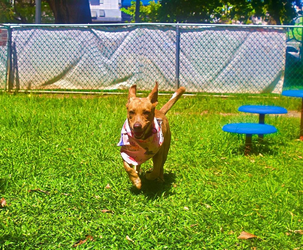 Pamela, a Adoptable mixed breed in Naranjito, PR image 6/6