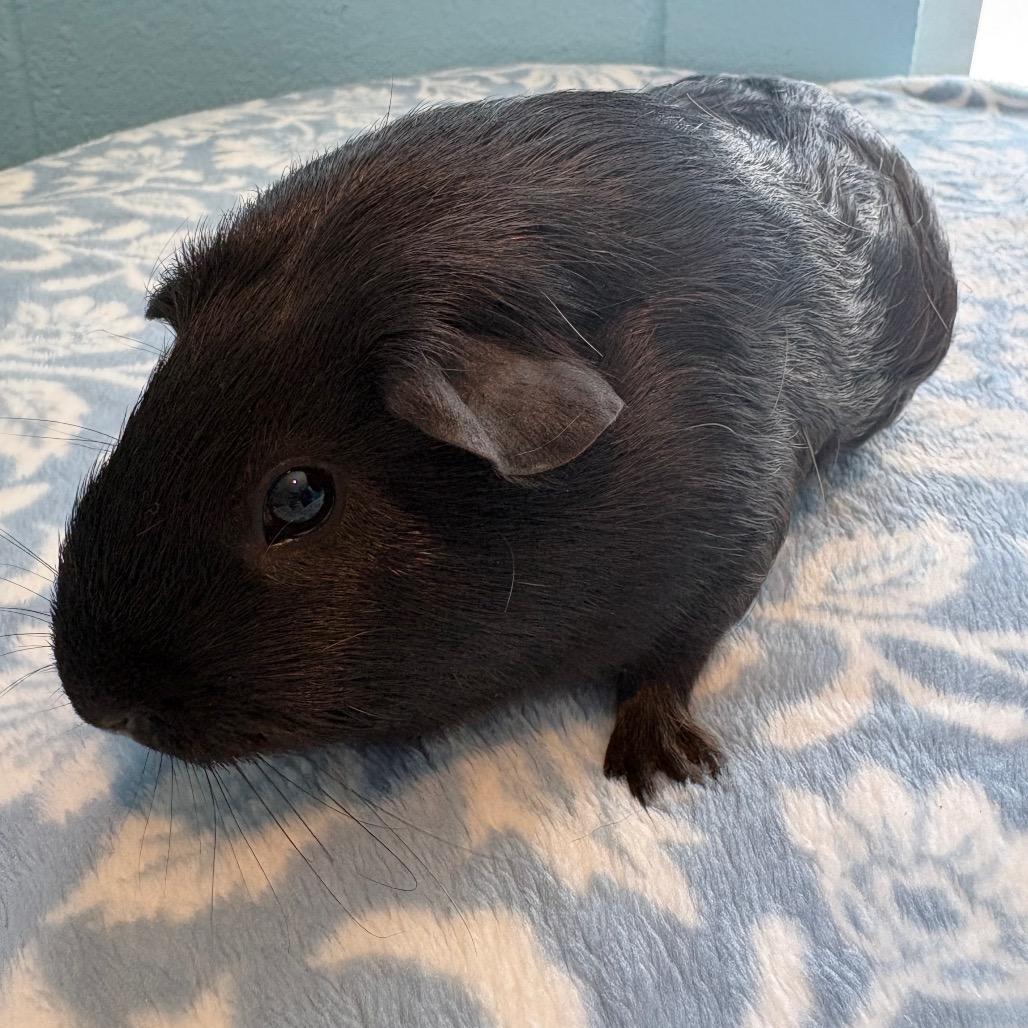 Wednesday, Adoptable, Young Female Guinea Pig.