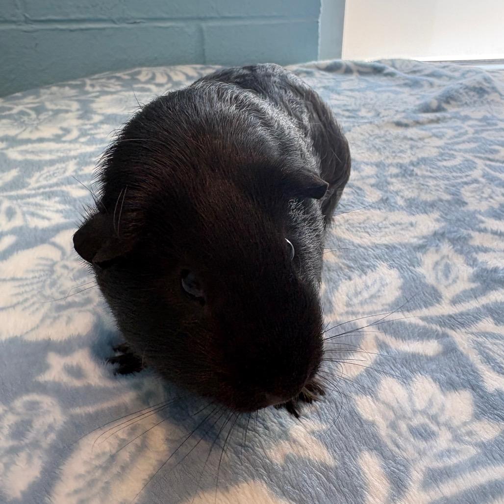 Enlarge Wednesday, a Adoptable Guinea Pig in Chesapeake, VA image 2/2