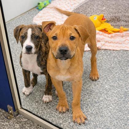 Octavius, Adoptable, Puppy Male Terrier & Mixed Breed.