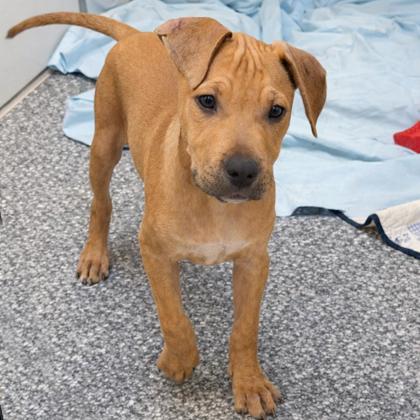 Enlarge Octavius, a Adoptable mixed breed in Voorhees, NJ image 3/3