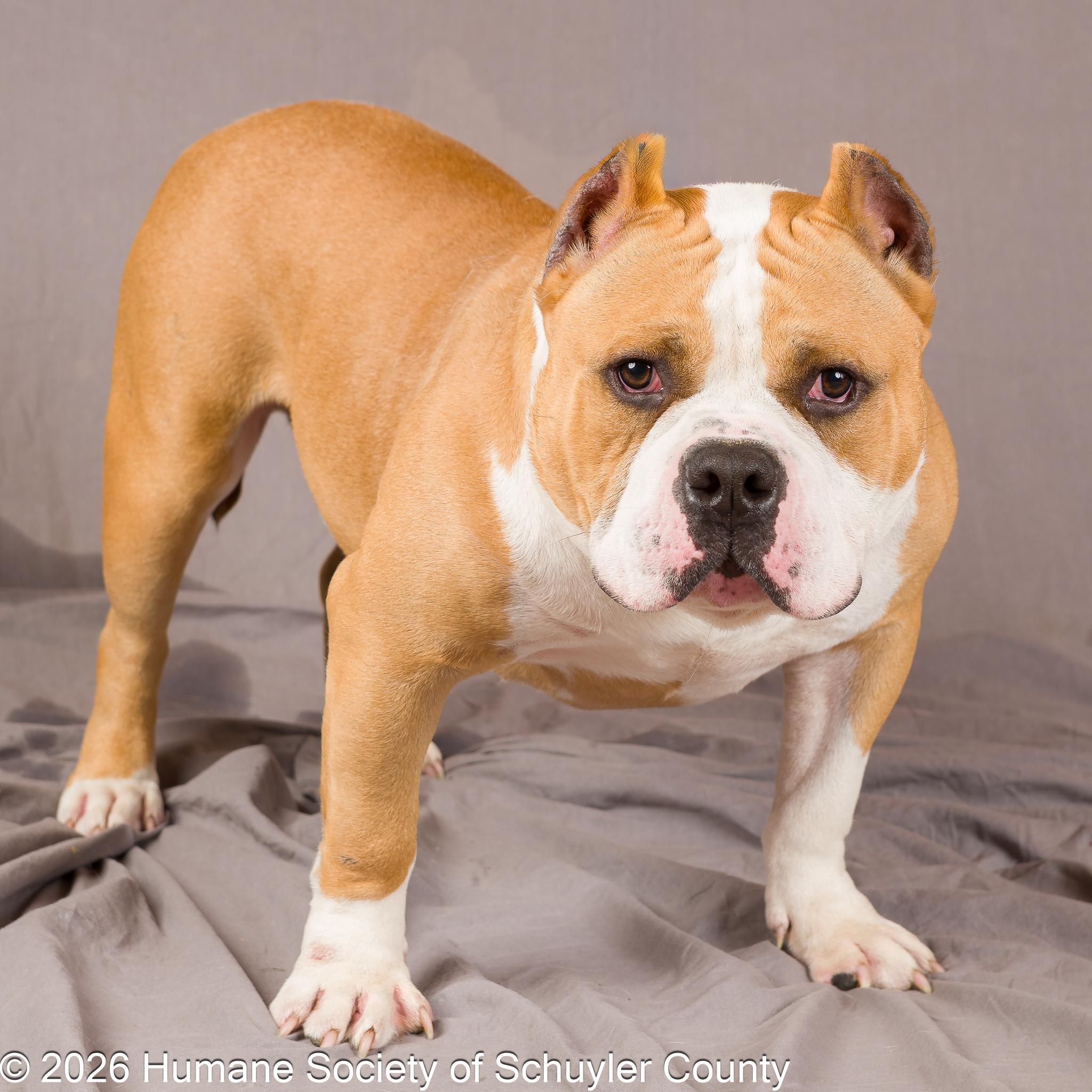 Big Boss Daddy, a ADOPTABLE American Bully in Montour Falls, NY image 3/4