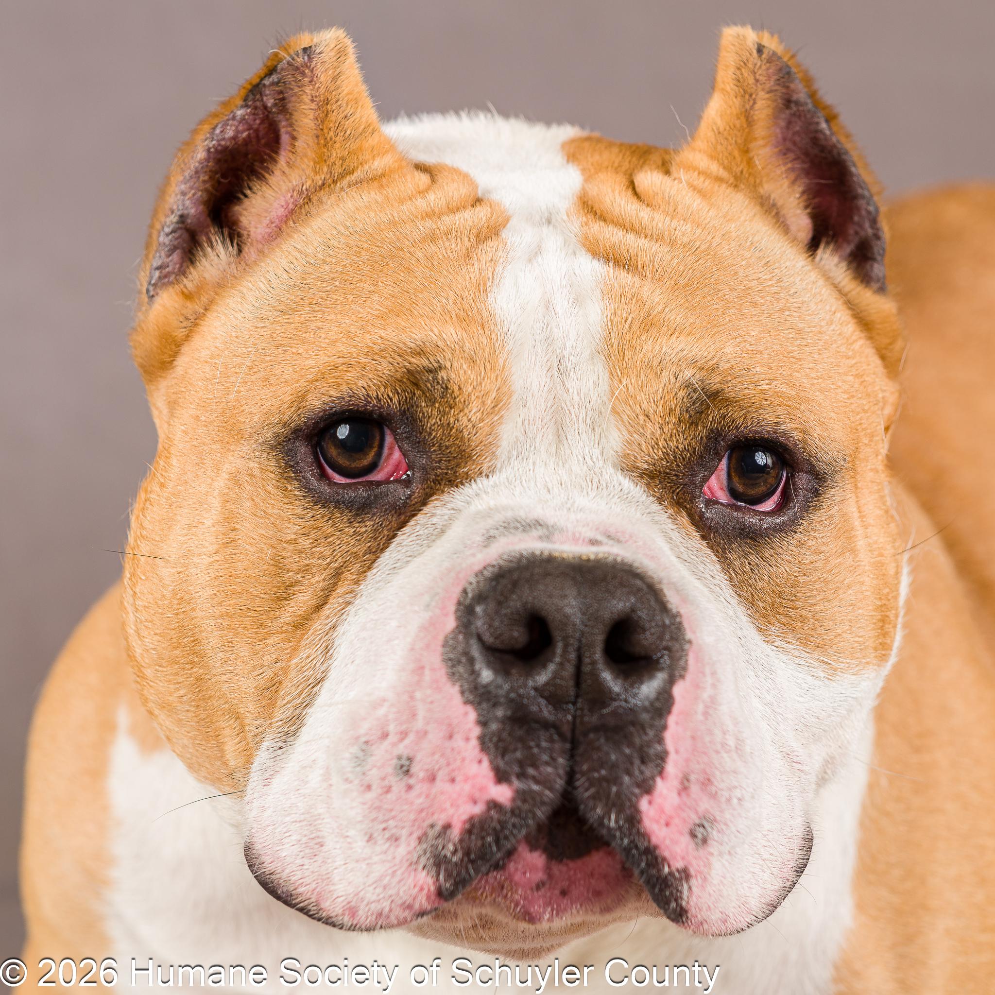 Big Boss Daddy, a ADOPTABLE American Bully in Montour Falls, NY image 1/4