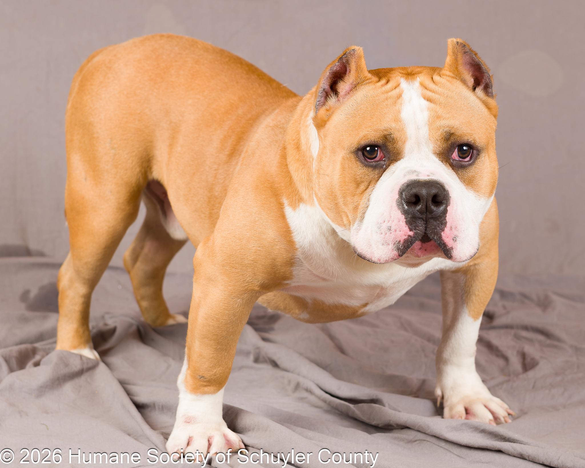 Big Boss Daddy, a ADOPTABLE American Bully in Montour Falls, NY image 4/4