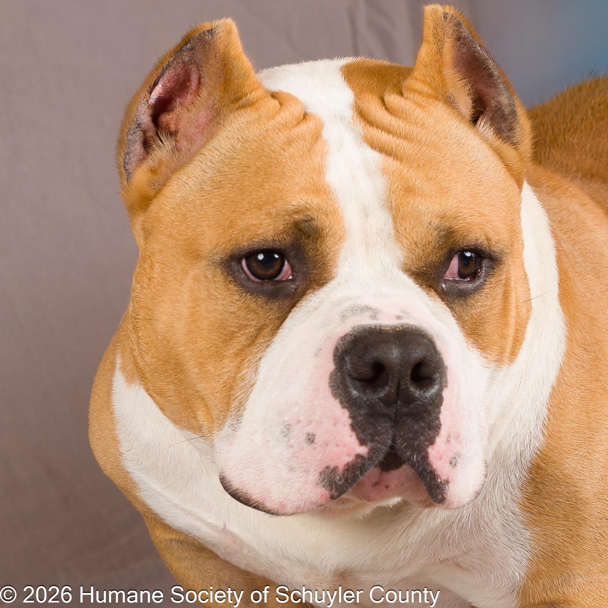 Big Boss Daddy, a ADOPTABLE American Bully in Montour Falls, NY image 2/4