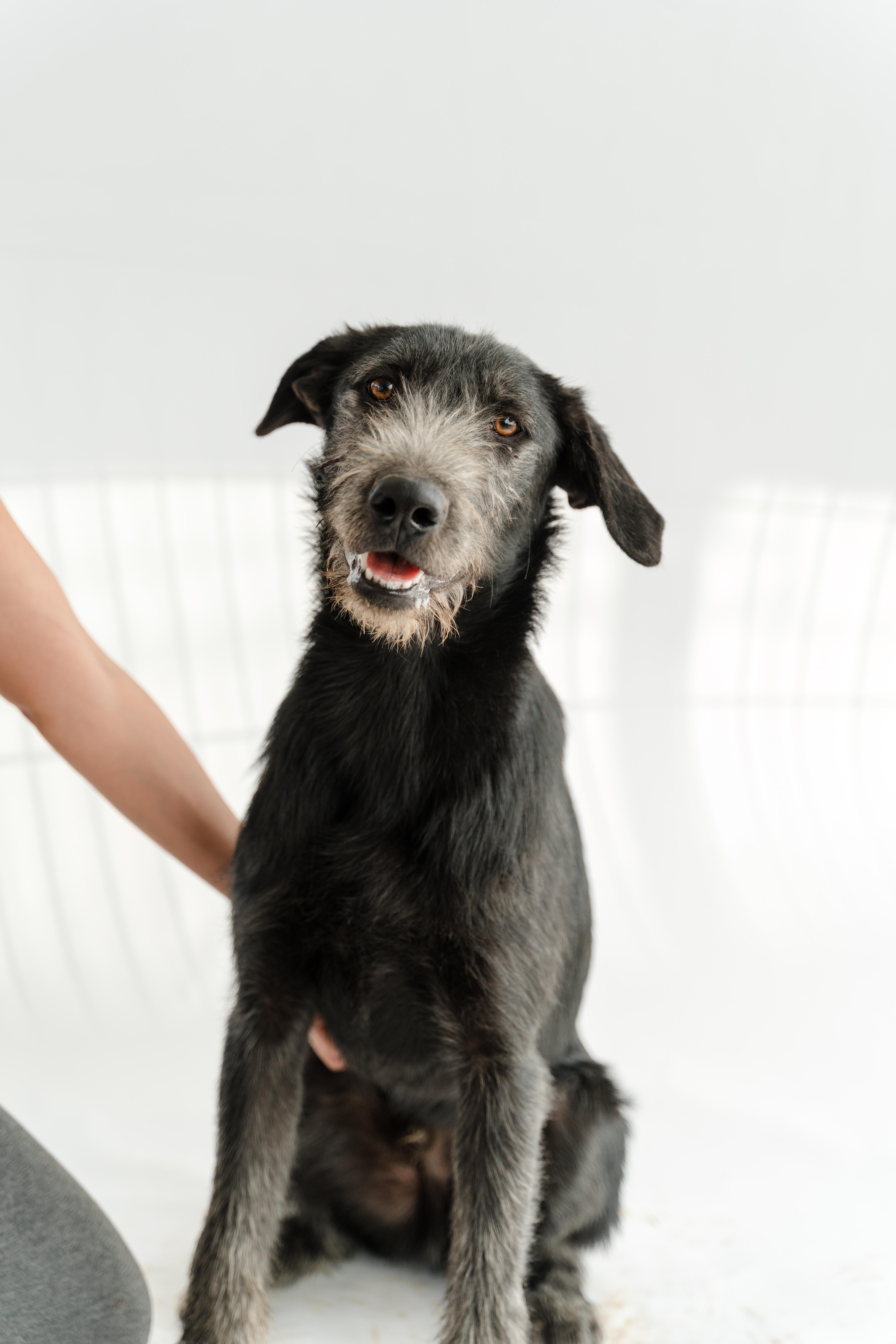 Gigio — thumbnail 3