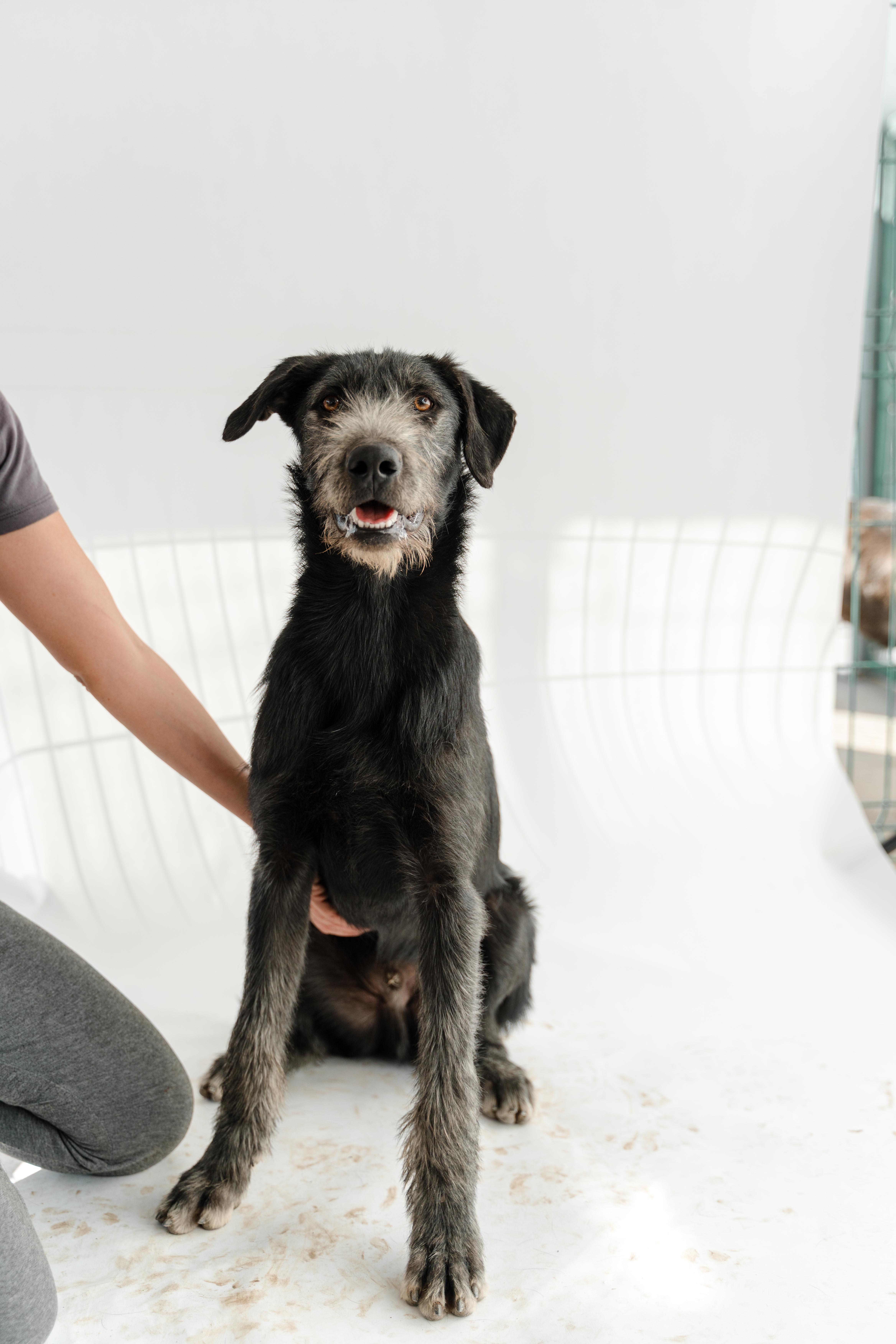 Gigio — thumbnail 5