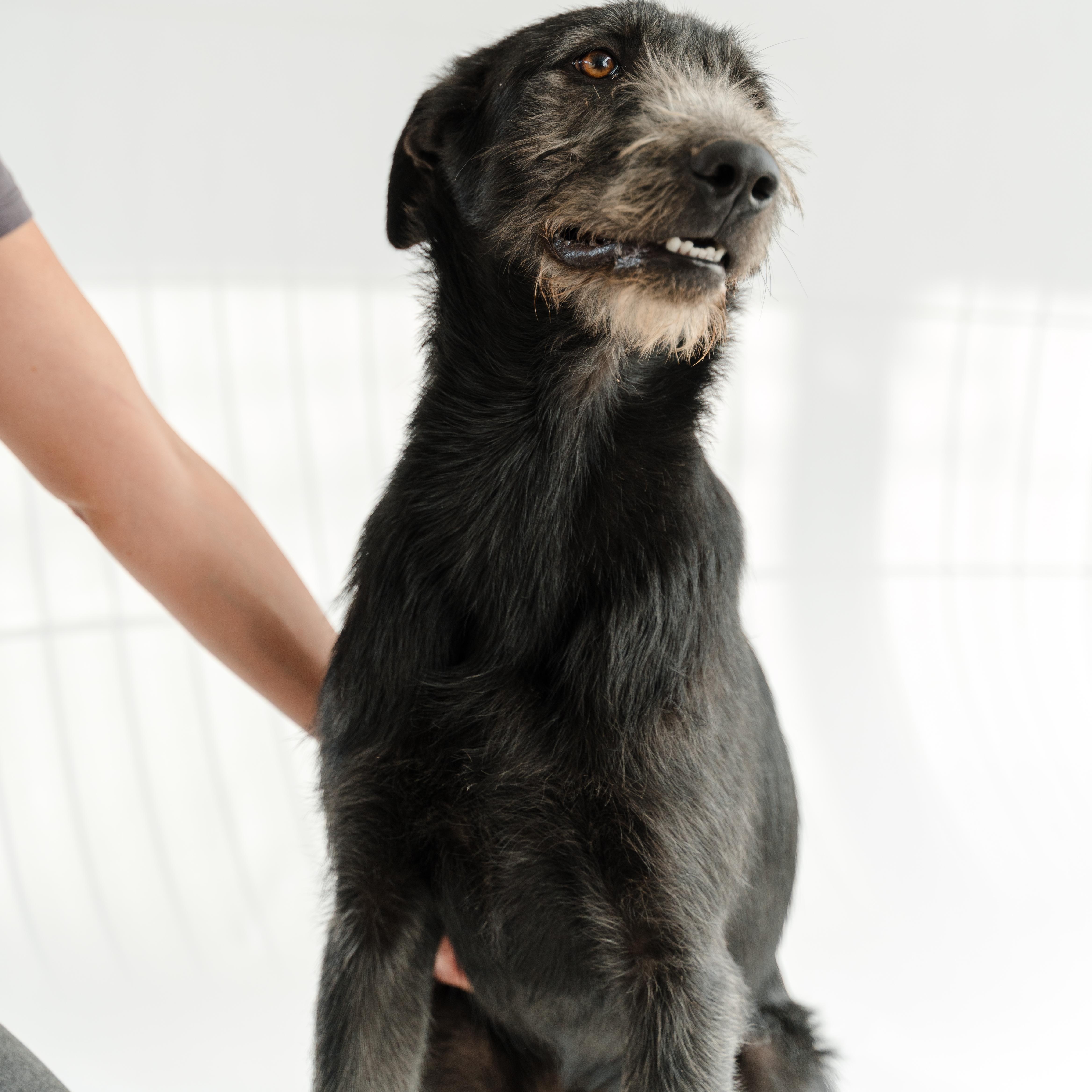 Gigio — thumbnail 6