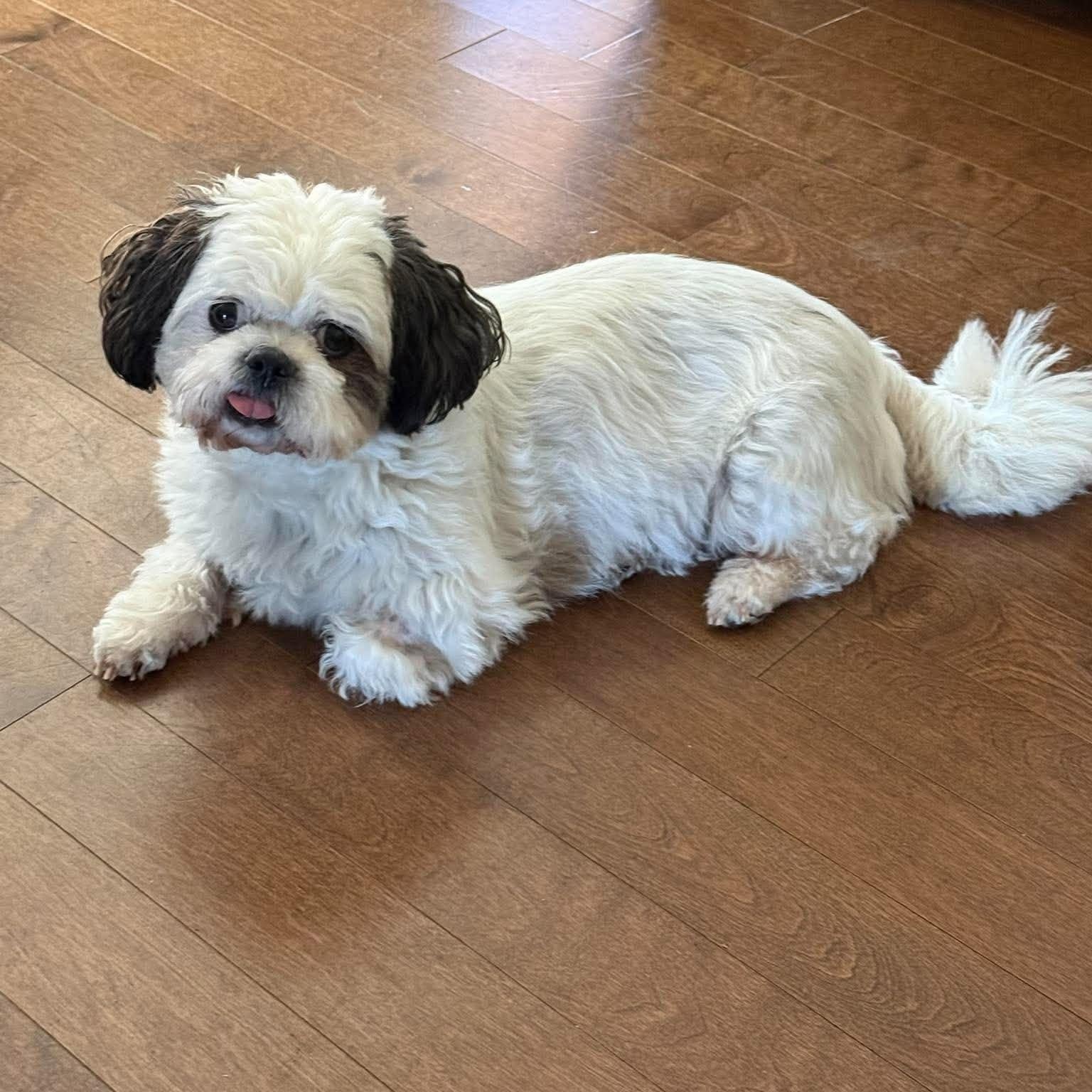 Enlarge Maggie, a Adoptable Shih Tzu in St Thomas, ON image 1/3